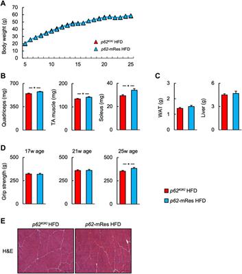 p62/Sqstm1 rescue in muscle retards the progression of steatohepatitis in p62/Sqstm1-null mice fed a high-fat diet